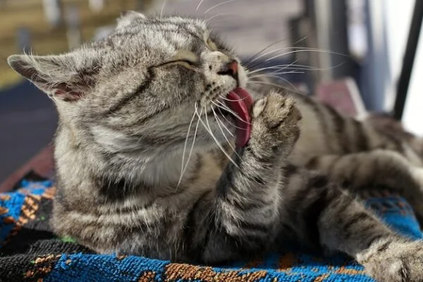 Is Your Cat Vomiting? Here Are Possible Reasons Why