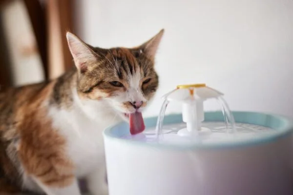 Why Is My Cat Drinking a Lot of Water? Causes and Solutions